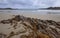 Brown Kelp on sandy beach