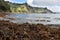 Brown kelp on shore