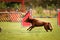 Brown kelpie in agility race on Ratenice competition.