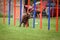 Brown Kelpie in agility tunel on Ratenice competition.