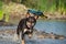 Brown kelpie is jumping into the water. She wants her toy!