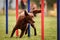 Brown kelpie is running agility slalom