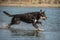 Brown kelpie is running in the water.