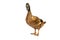 Brown Khaki Campbell duck on a white background