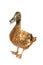 Brown Khaki Campbell duck on a white background