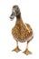 Brown Khaki Campbell duck on a white background