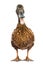 Brown Khaki Campbell duck on a white background