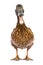 Brown Khaki Campbell duck on a white background.,focus mouth