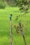 Brown Kingfisher in Sri Lanka