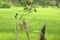 Brown Kingfisher in Sri Lanka
