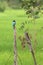 Brown Kingfisher in Sri Lanka