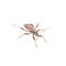 Brown kissing bug on a white background