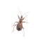 Brown kissing bug on a white background