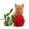 Brown kitten and a red rose.