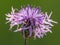 Brown knapweed