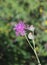 Brown knapweed Centaurea jacea