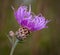 Brown Knapweed (Centaurea jacea)