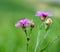 Brown knapweed close-up, against a green background & x28;meadow& x29;