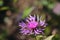 Brown knapweed close up in the field