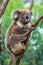 The brown koala  sitting on a branch