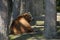 Brown kodiac bear lies lazily in the midday sun under a tree