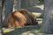 brown kodiac bear lies lazily in the midday sun under a tree