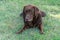 Brown Lab Retriever Dog