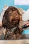 A brown labradoodle being washed and groomed