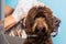 A brown labradoodle being washed and groomed