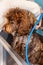 A brown labradoodle being washed and groomed