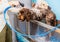 A brown labradoodle being washed and groomed