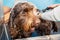 A brown labradoodle being washed and groomed