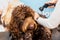 A brown labradoodle being washed and groomed