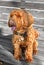 Brown Labradoodle, crossbreed dog created by crossing Labrador Retriever and Poodle. Focus on head