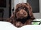 Brown labradoodle puppy lying on ground while looking at camera.