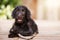 Brown labradoodle puppy outside with a stick