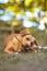 Brown Labrador Chewing a Branch Outdoor With Creamy Background