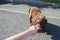 Brown labrador dog puppy biting a toy