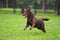 Brown labrador dog runs on grass in summer with a toy