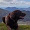 Brown Labrador dog at the Summit of Goat Fell Arran Isle Scotland