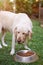 Brown labrador eating outside