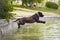 Brown labrador jumps into the water