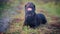 A brown labrador lies on a country road in an autumn evening