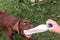 Brown labrador puppy playing with a plastic bottle