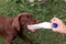 Brown labrador puppy playing with a plastic bottle