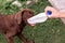 Brown labrador puppy playing with a plastic bottle