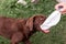 Brown labrador puppy playing with a plastic bottle