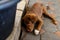 brown labrador puppy sleeping