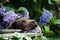Brown labrador puppy sleeping in a flower bush