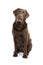 Brown Labrador Retriever dog